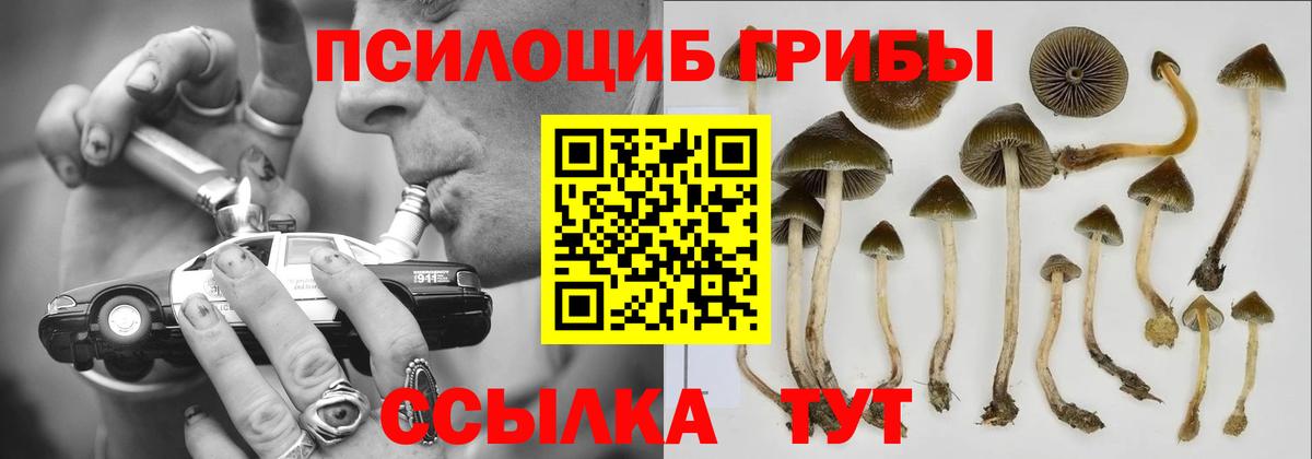Псилоцибиновые грибы Psilocybe  Вход с VPN  купить наркотик  Моздок 